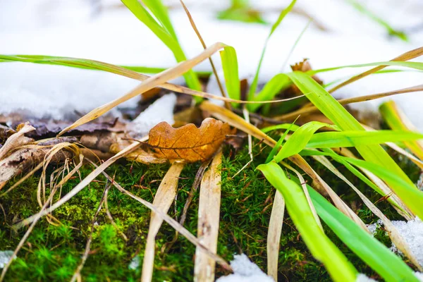 Details Van Winterbos Natuurlijke Achtergrond — Stockfoto