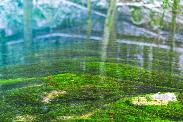 Грязная Зеленая Вода Маленького Озера — стоковое фото