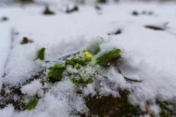 Bunga Pertama Salju Hutan Musim Semi — Stok Foto