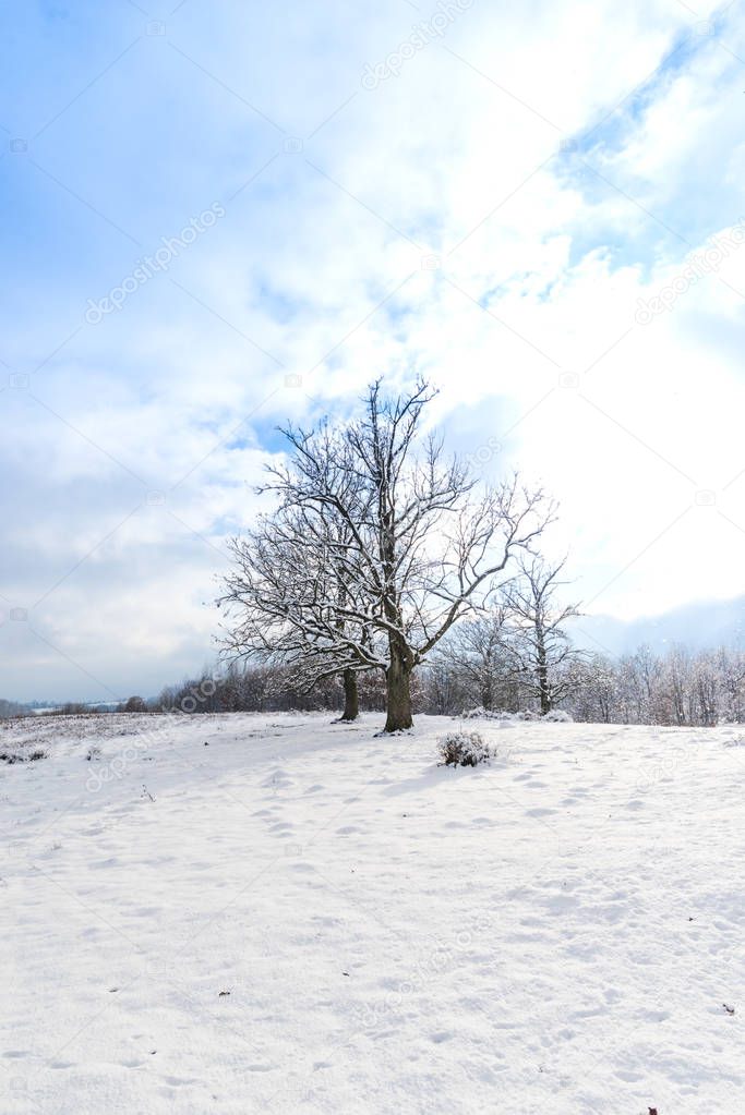 snow covered countryside landscape with trees 