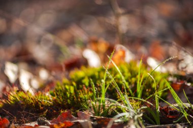yeşil yosun ve sonbahar yaprakları 