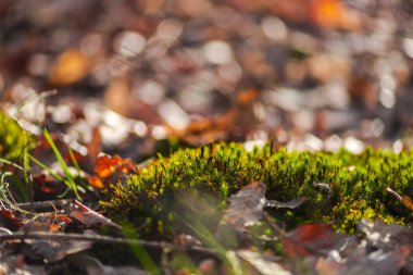 Moss çim yeşil, yakın çekim