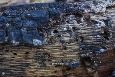 Ağaç kabuğu doku görünümü Kapat