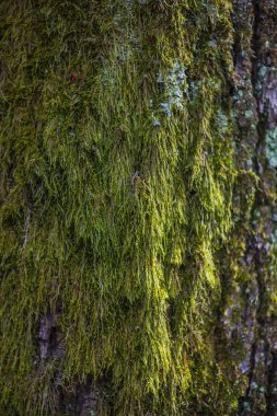Ağaç kabuğu doku görünümü Kapat
