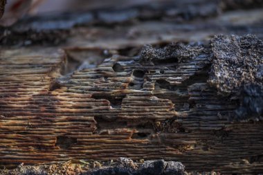 Ağaç kabuğu doku görünümü Kapat