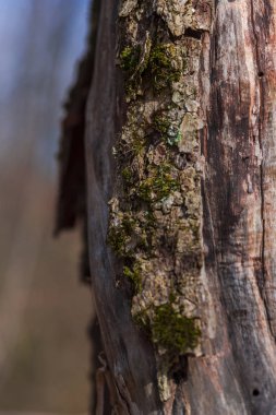 Ağaç kabuğu doku görünümü Kapat