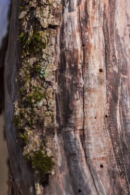 Ağaç kabuğu doku görünümü Kapat