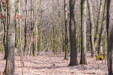 Orman uzun çıplak ağaçlar ile erken baharda