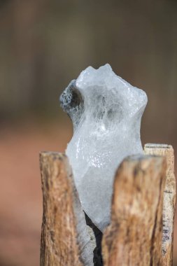 İçinde taş ile kesim ahşap gövde