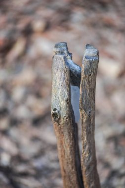 Ağaç gövdesi içinde buz kesti