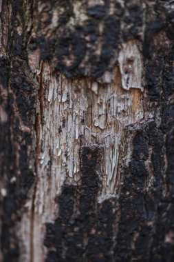 Ağaç kabuğu doku görünümü Kapat