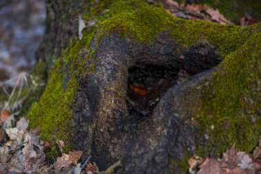 Yeşil yosun çim ile ağaç görünümünü kırpılmış