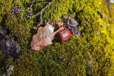 Erken Bahar Orman yosun ile sawed ağacının eski güdük