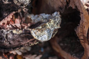 Sonbahar ormanının detayları, doğal arka plan.