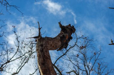 Sonbahar ormanının detayları, doğal arka plan.