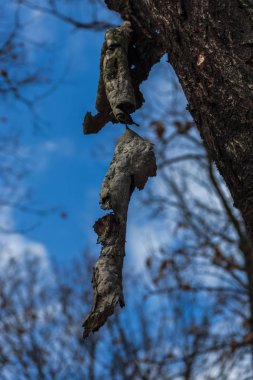 Sonbahar ormanının detayları, doğal arka plan.