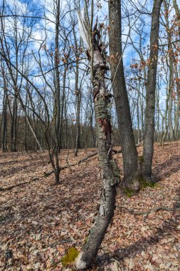 Erken Bahar Orman görünümünü