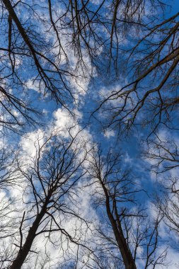 Gökyüzü arka planda çıplak ağaçların alt görünümü
