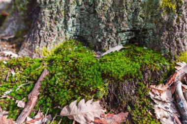 Erken Bahar Orman yosun ile sawed ağacının eski güdük