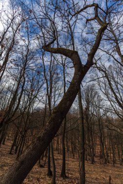 Erken Bahar Orman görünümünü
