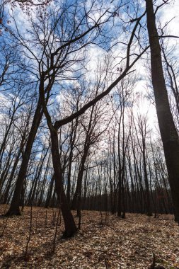 Erken Bahar Orman görünümünü