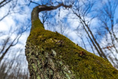 Erken Bahar Orman görünümünü