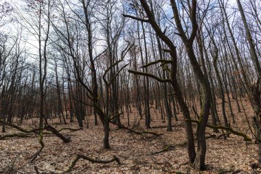 Erken Bahar Orman görünümünü