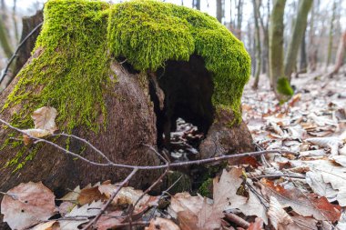 Erken Bahar Orman yosun ile sawed ağacının eski güdük