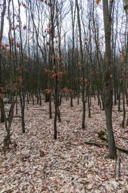 Erken Bahar Orman görünümünü