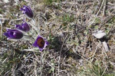 Bahar sahada mor bel ağrısı çiçekleri