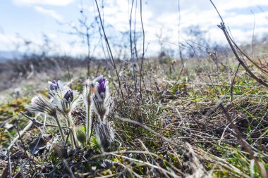 Bahar sahada mor bel ağrısı çiçekleri