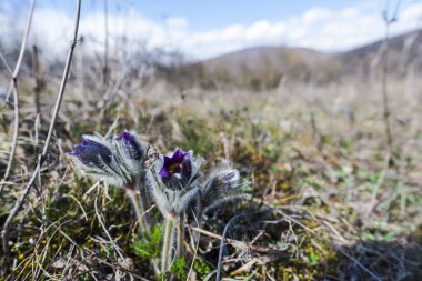 Bahar sahada mor bel ağrısı çiçekleri