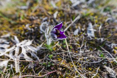 Bahar sahada mor bel ağrısı çiçekleri