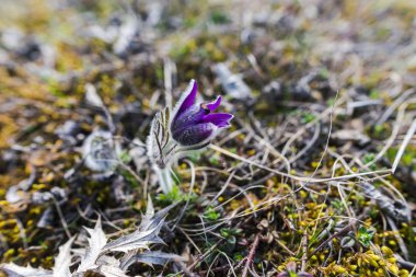 Bahar sahada mor bel ağrısı çiçekleri
