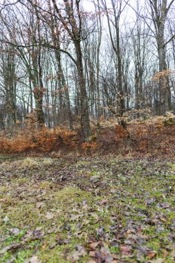 Orman çıplak ağaçlar, çamurlu zemin ve küçük dere ile erken baharda.