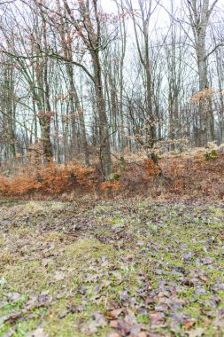 Orman çıplak ağaçlar, çamurlu zemin ve küçük dere ile erken baharda.