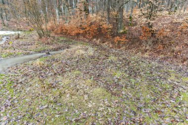 Orman çıplak ağaçlar, çamurlu zemin ve küçük dere ile erken baharda.