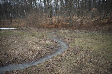 Orman çıplak ağaçlar, çamurlu zemin ve küçük dere ile erken baharda.