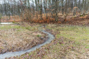 Erken Bahar Orman çıplak ağaçlar ve küçük akarsu