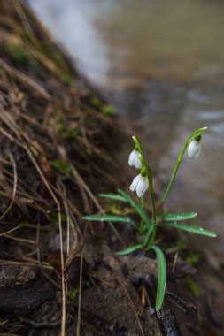 Bahar orman portre görünümünü ilk taze bitki ile zemin.