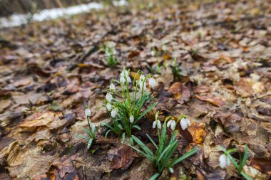 Bahar orman portre görünümünü ilk taze bitki ile zemin.