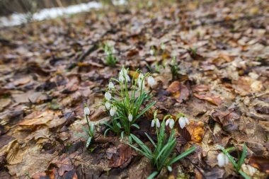 Bahar orman portre görünümünü ilk taze bitki ile zemin.