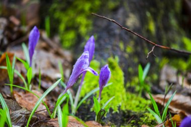 İhale croci, ilk bahar çiçekleri.