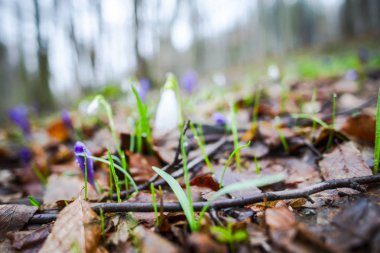 Bahar orman portre görünümünü ilk taze bitki ile zemin.