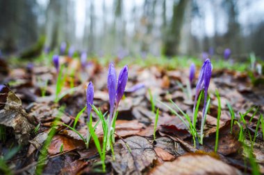 Bahar orman portre görünümünü ilk taze bitki ile zemin.