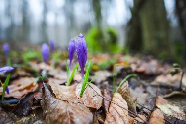 Bahar orman portre görünümünü ilk taze bitki ile zemin.
