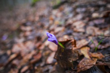 İhale crocus, ilk bahar çiçek.