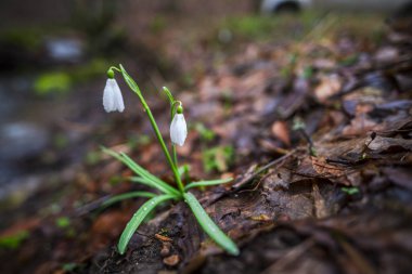 Bahar orman portre görünümünü ilk taze bitki ile zemin.