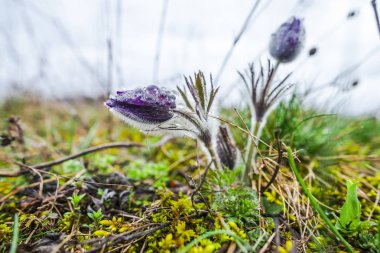 Bahar orman portre görünümünü ilk taze bitki ile zemin.