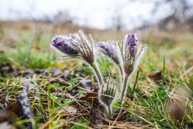 Bahar orman portre görünümünü ilk taze bitki ile zemin.